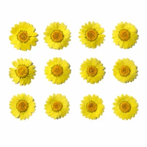 Flores Secas Decorativas Pack 12 Unidades