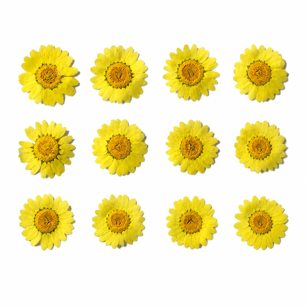 Flores Secas Decorativas Pack 12 Unidades
