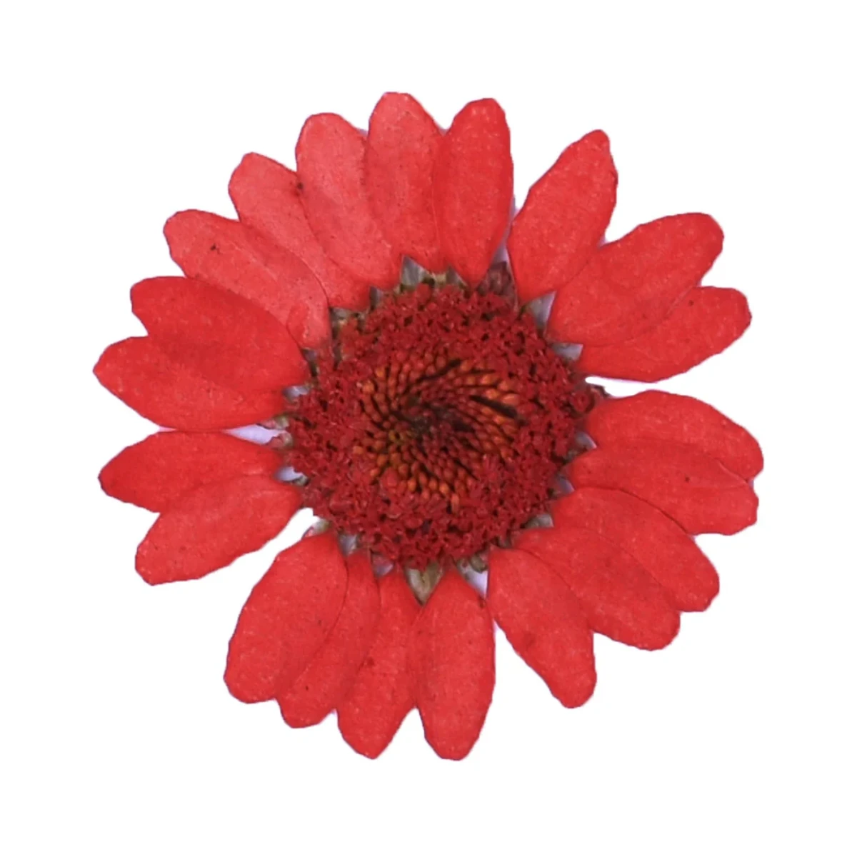 Flores secas decorativas pack 12 unidades - Imagen 3