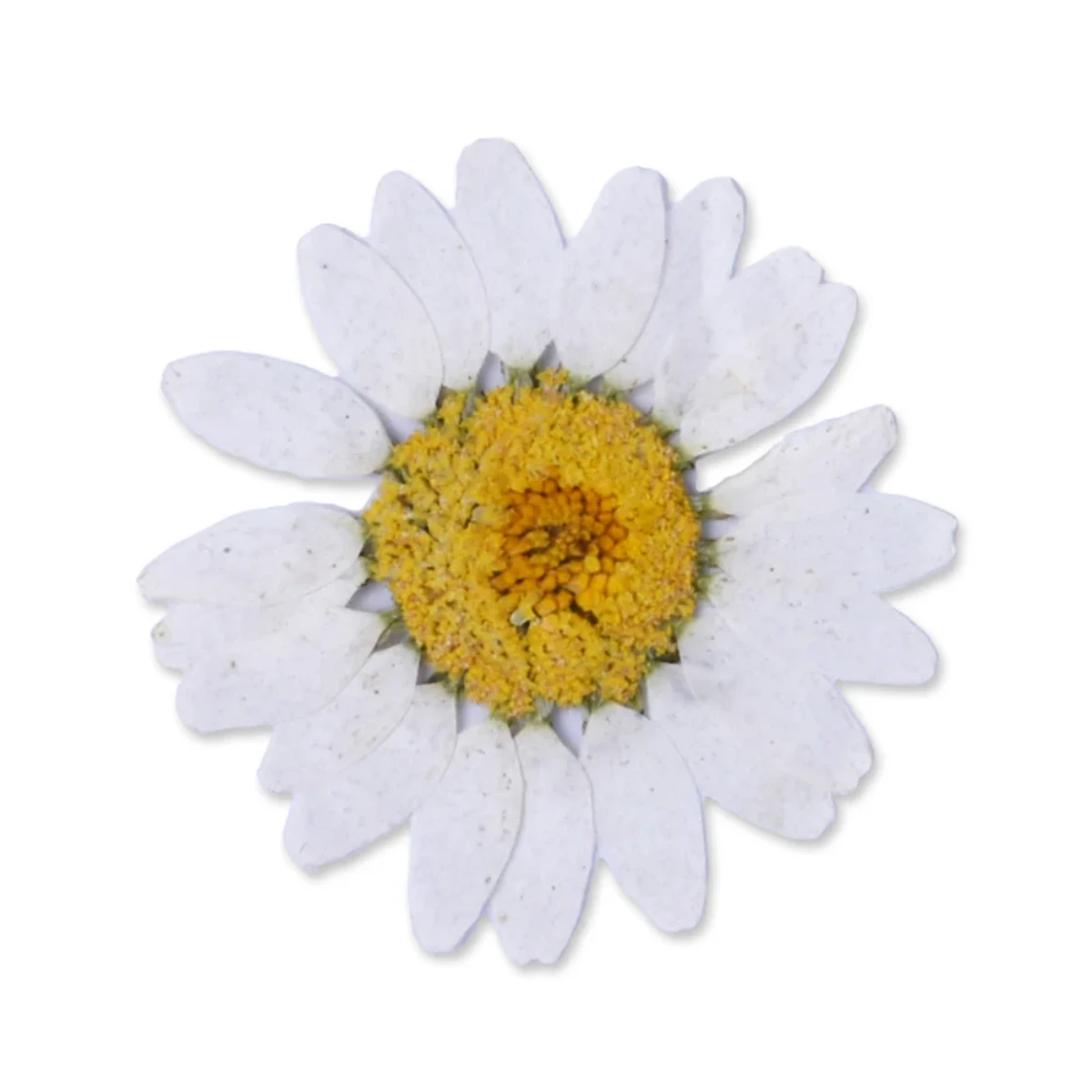Flores secas decorativas pack 12 unidades - Imagen 2