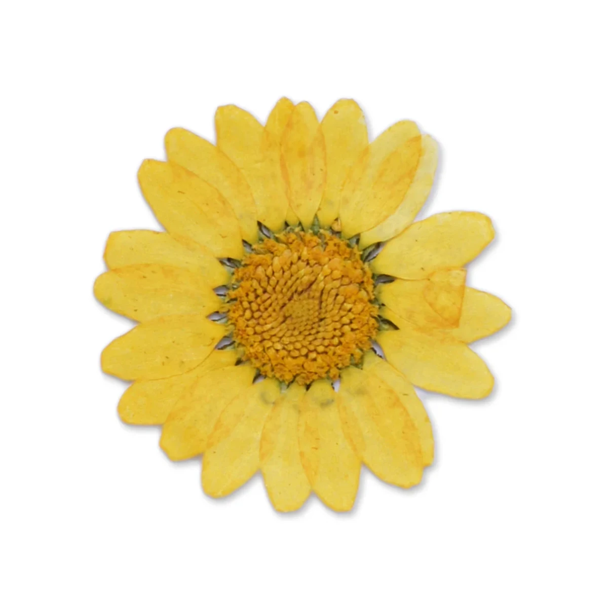 Flores secas decorativas pack 12 unidades - Imagen 5