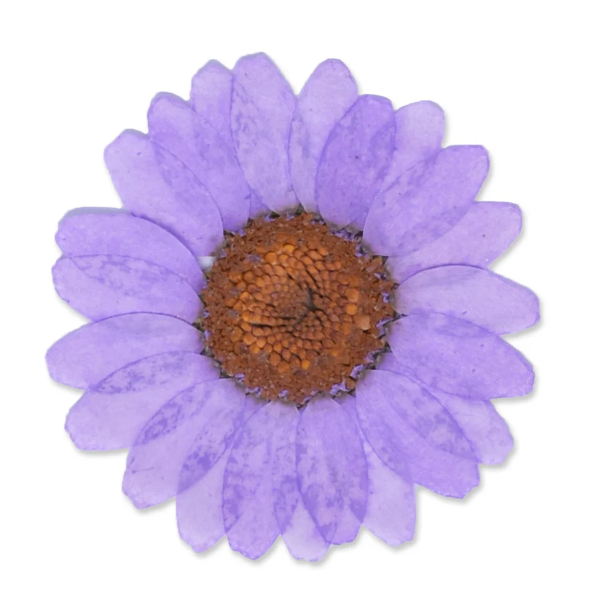 Flores secas decorativas pack 12 unidades - Imagen 4